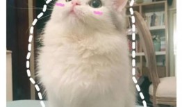 猫咪洗脸教程爆料视频,揭秘萌宠清洁小秘密