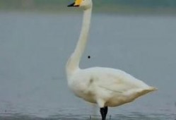 笨天鹅在线观看,一场温馨治愈的动画之旅