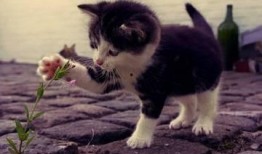 猫咪洗脸教程爆料视频,揭秘萌宠清洁小秘密