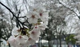樱花最新爆料更新版,揭秘娱乐圈幕后真相与明星私生活