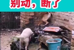 视频搞笑爆料,笑料百出！揭秘视频搞笑爆料背后的秘密