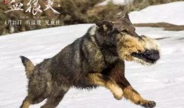 血狼犬在线观看完整,生死守护，忠诚见证